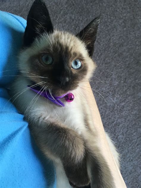 siamese cat breeders in michigan|siamese cats for sale.